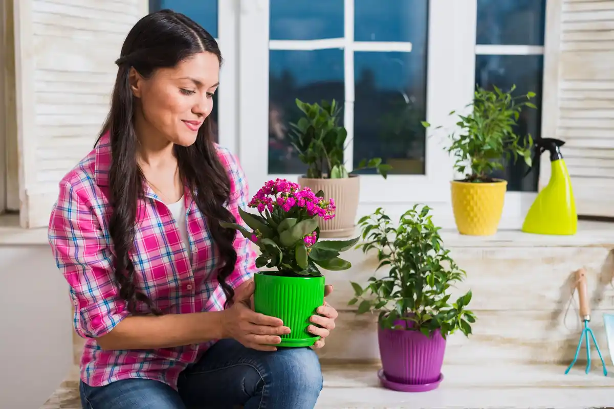 flowering houseplants care tips netherlands