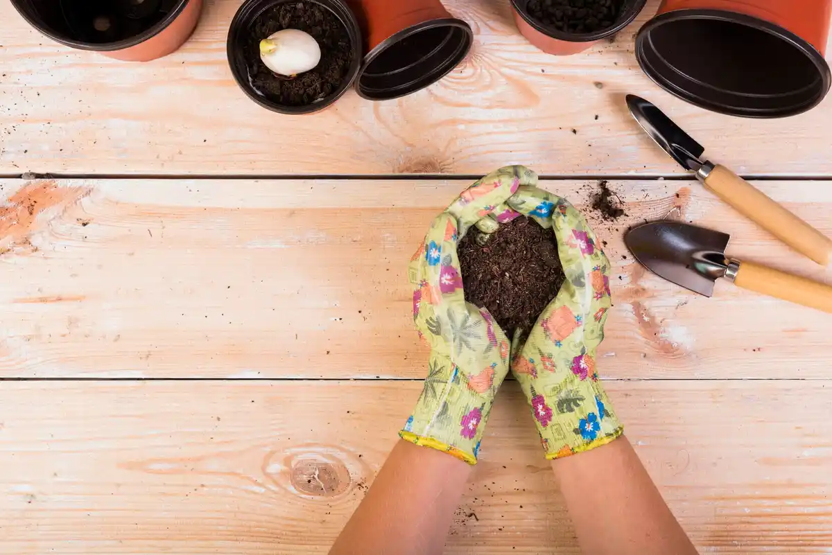 vegetable gardening seeds planting hands
