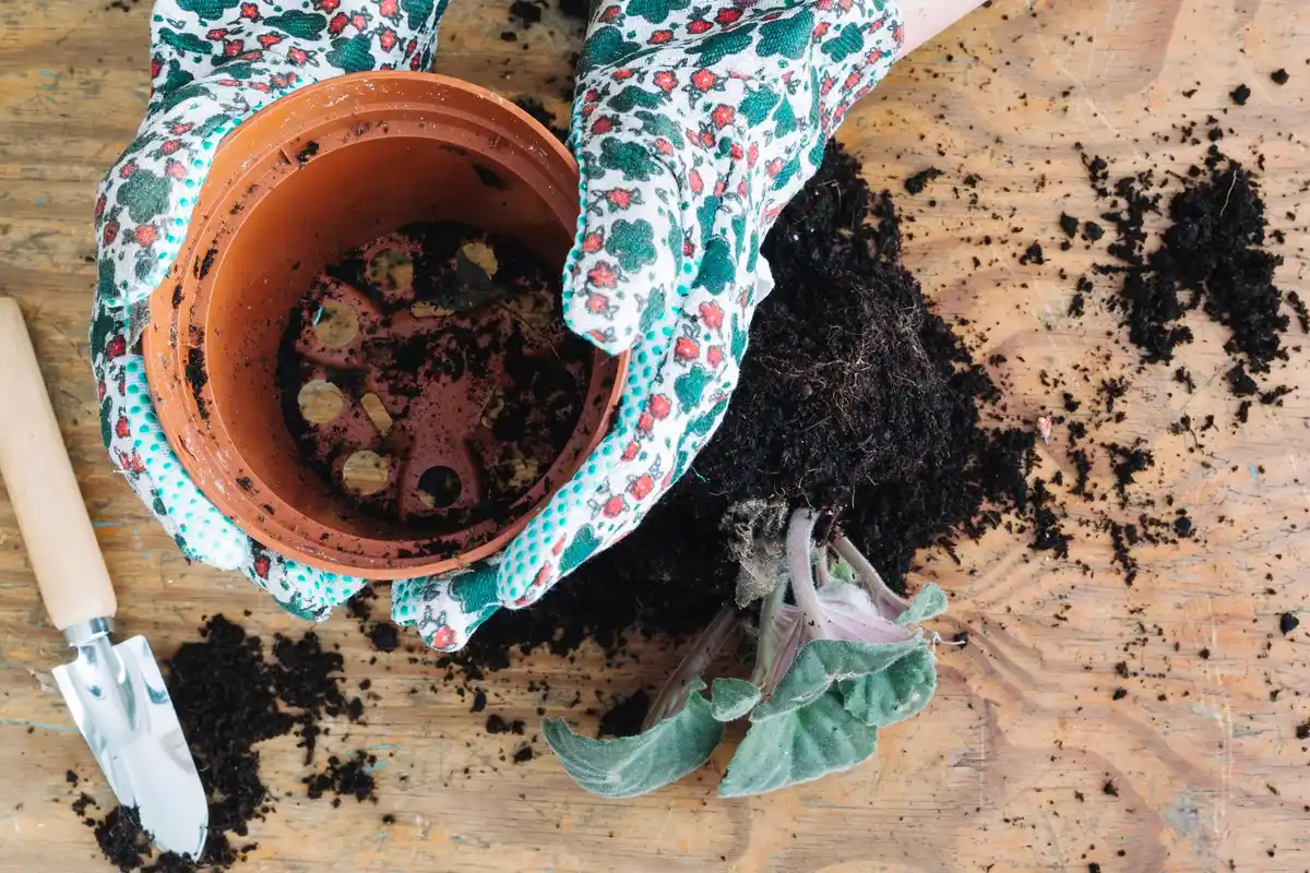 compost soil vegetable gardening day