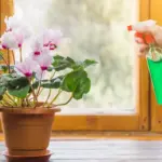 Dutch indoor houseplant watering sunlight care