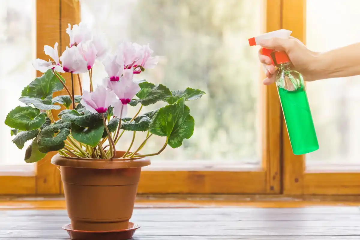 Dutch indoor houseplant watering sunlight care