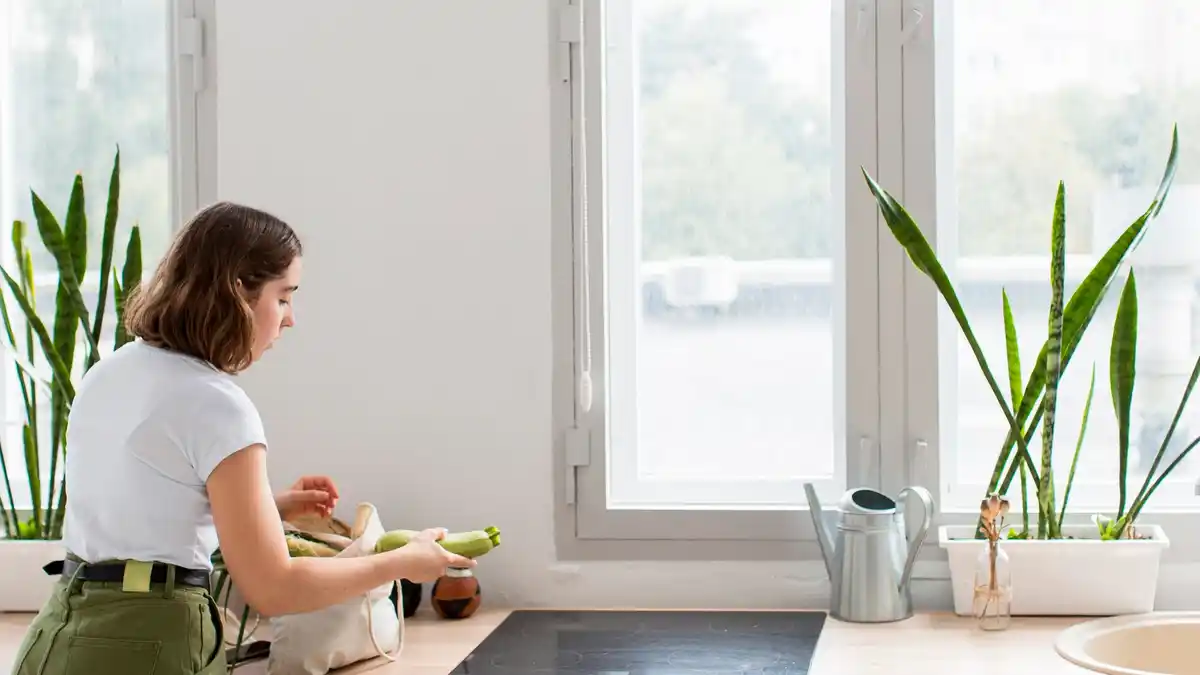 healthy Dutch houseplant near window