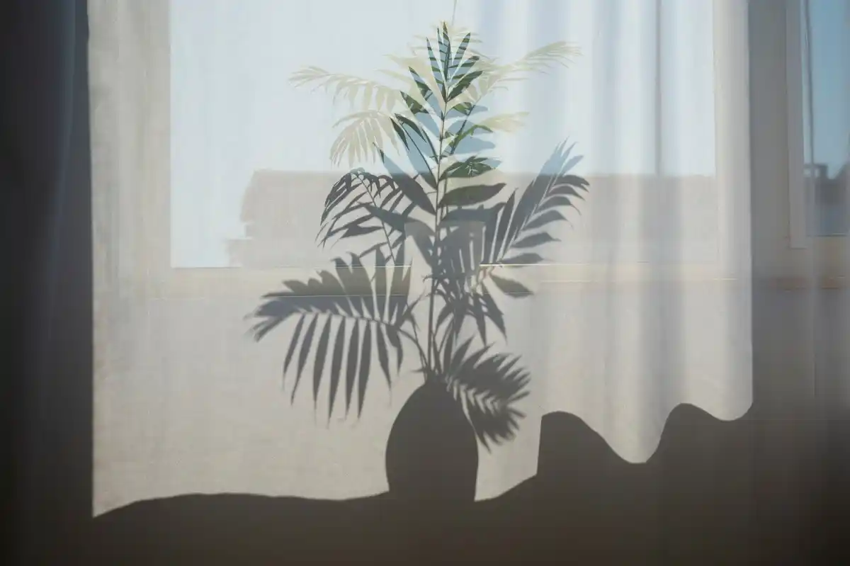 indoor plants on windowsill with indirect sunlight