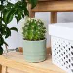 best indoor houseplants for beginners bright cozy room