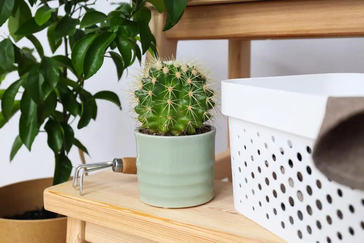 best indoor houseplants for beginners bright cozy room
