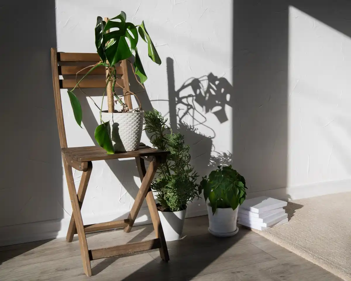 indoor houseplant modern living room bright natural light