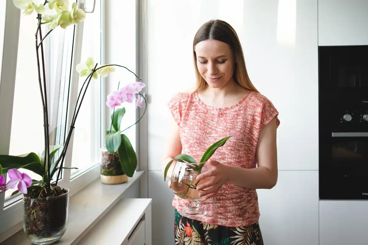 close-up person watering indoor plant small pot