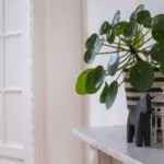 silver pothos houseplant Dutch interior