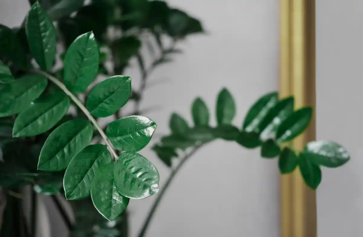 silver pothos houseplant