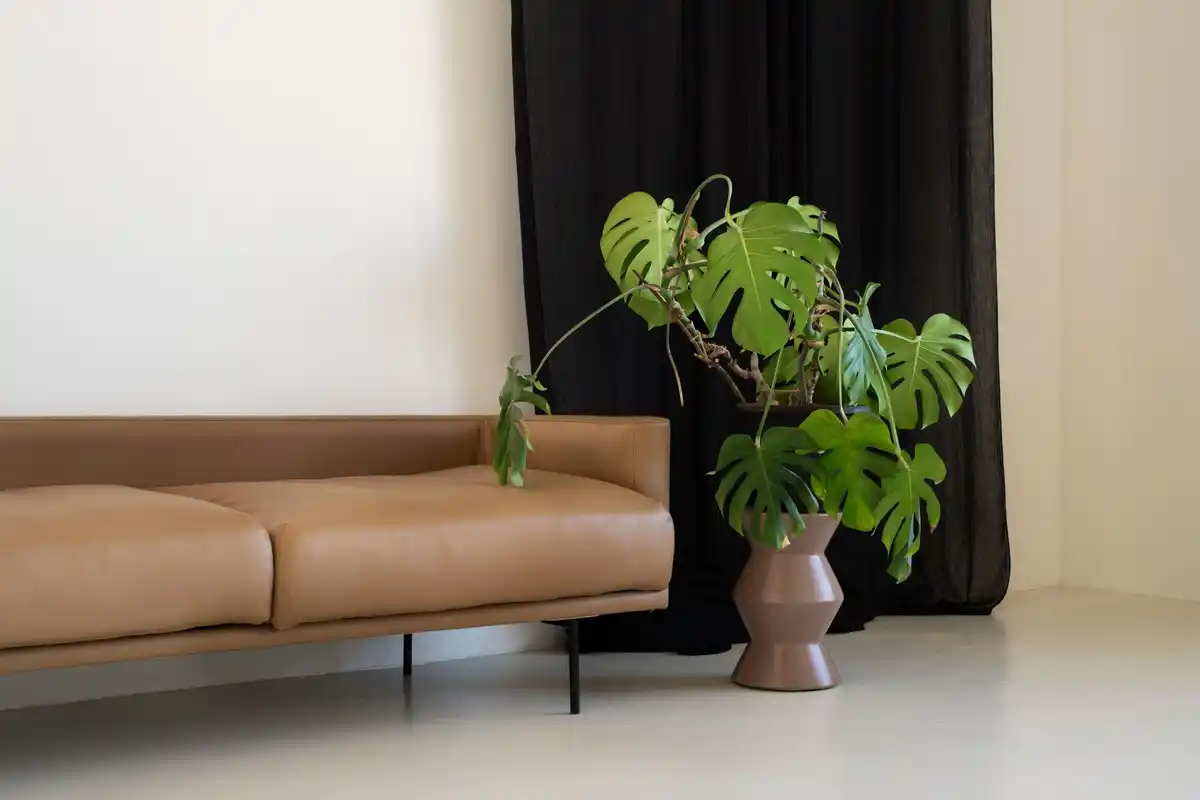 silver pothos in modern dutch living room
