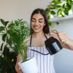 easy low maintenance indoor houseplants watering tips