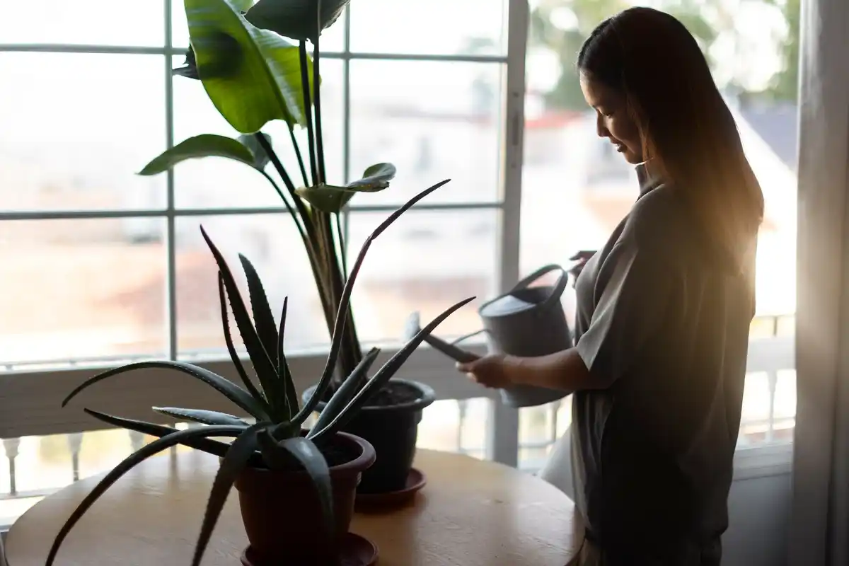 watering indoor houseplants easy care