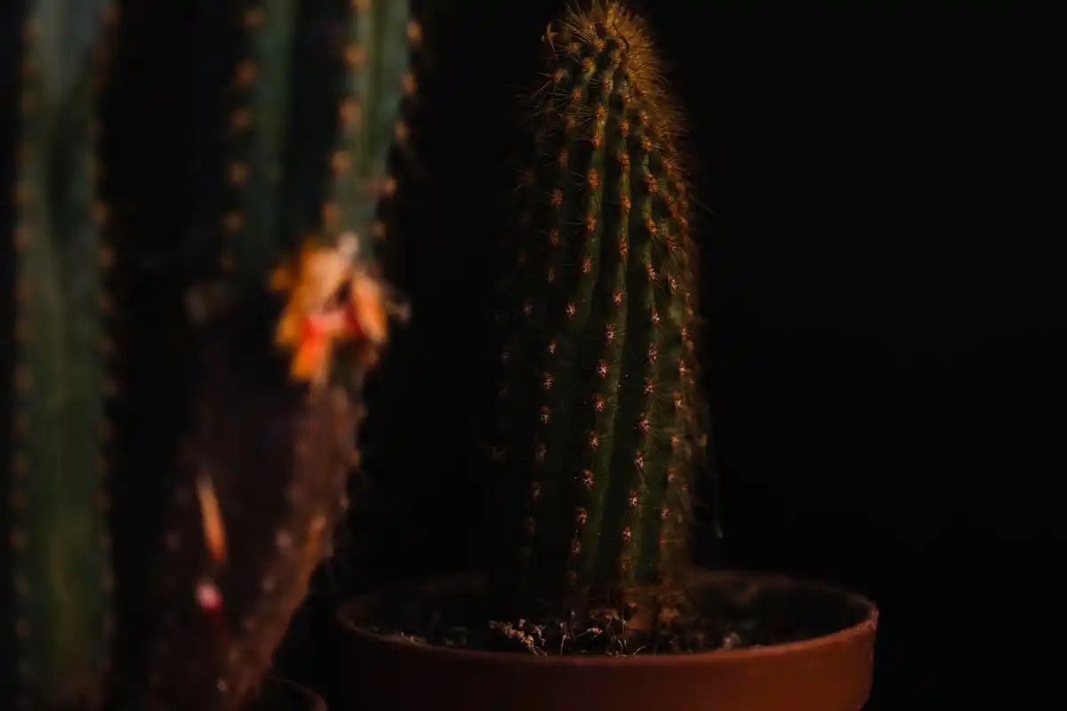 indoor plants dry soil close up