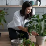 simple indoor plant care tips cozy home
