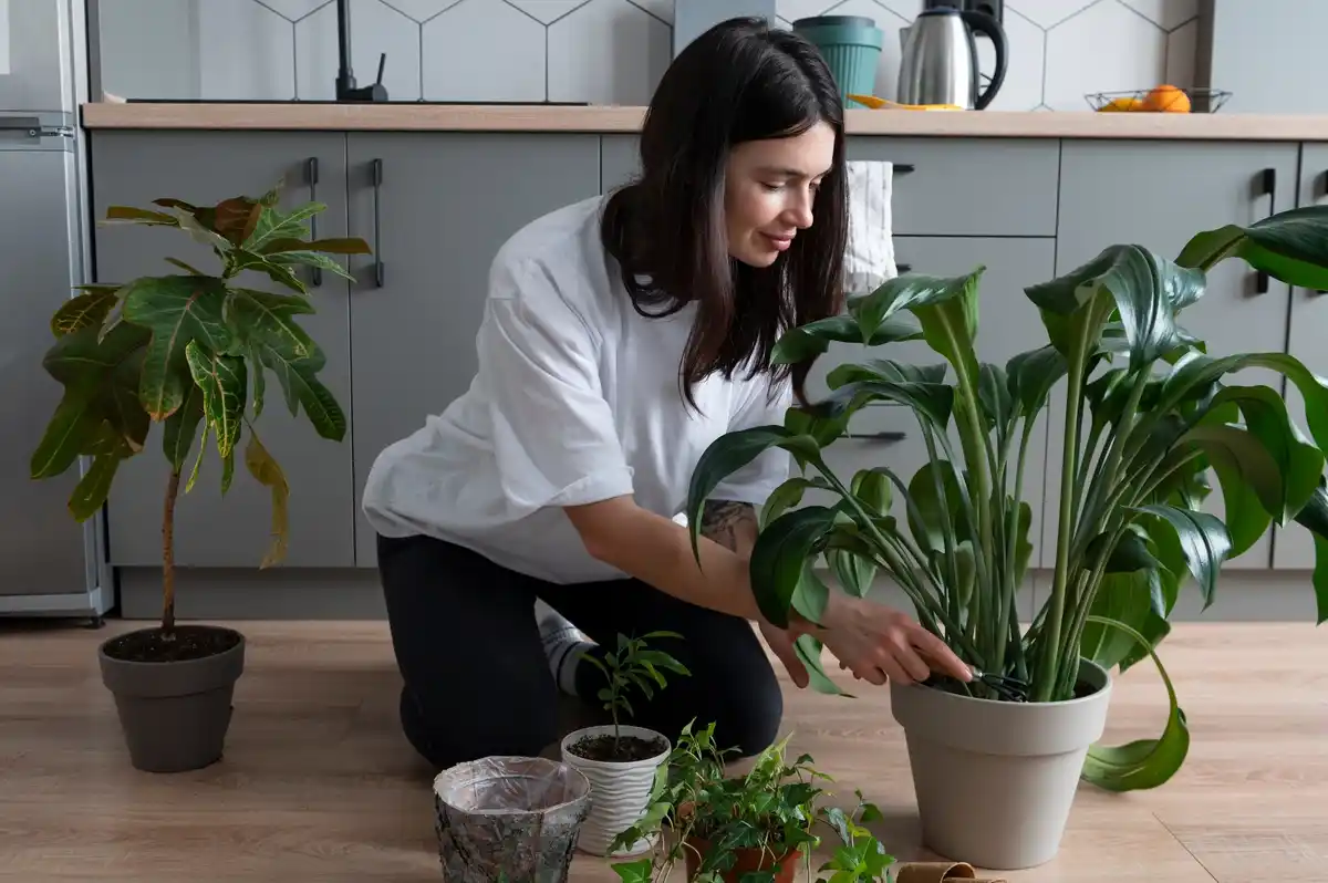 simple indoor plant care tips cozy home