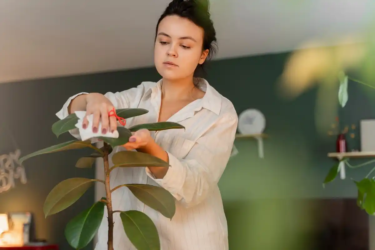 indoor houseplants care simple tips