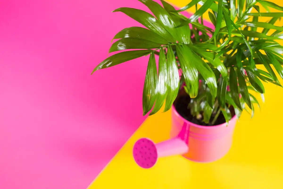bright indoor plants corner home decor