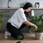 thirsty indoor plant dry soil wilting leaves