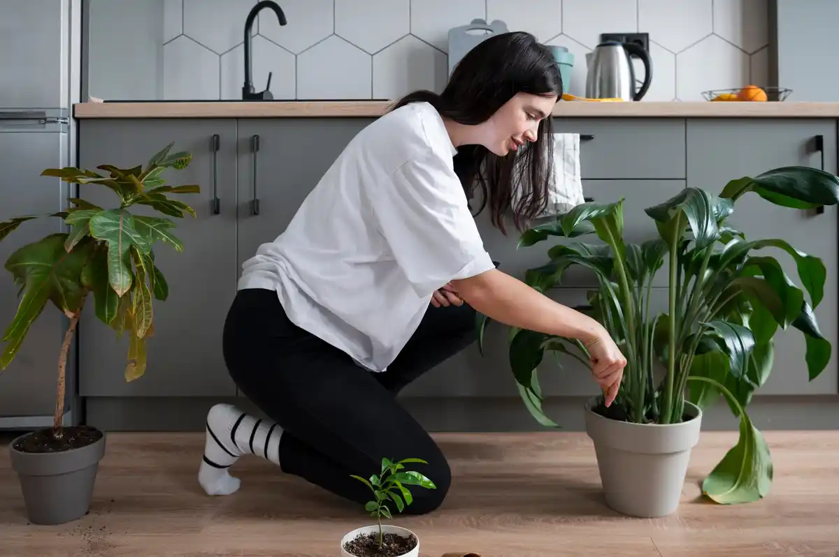thirsty indoor plant dry soil wilting leaves