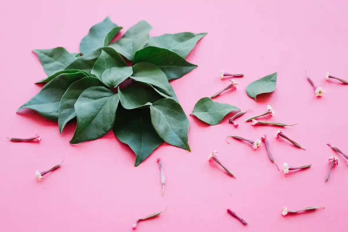 thirsty houseplant drooping leaves dry soil