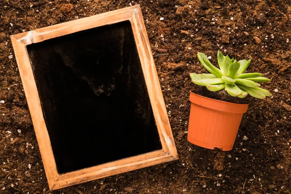 watering indoor plant dry soil signs