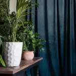 trendy indoor living room plants modern interior