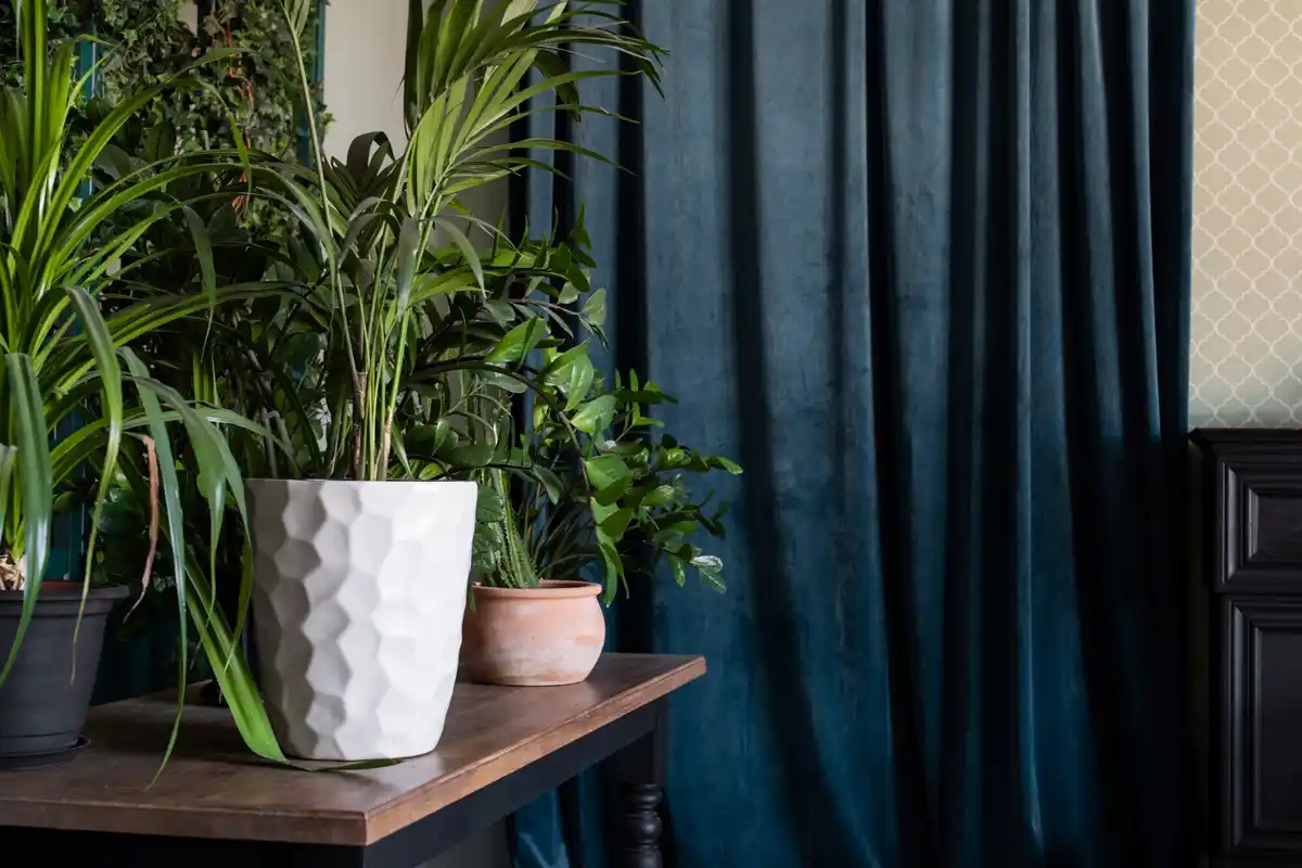 trendy indoor living room plants modern interior