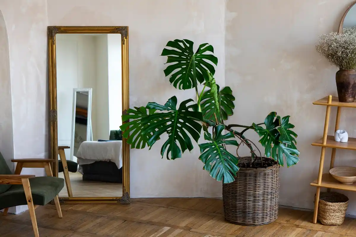 Monstera plant in modern living room