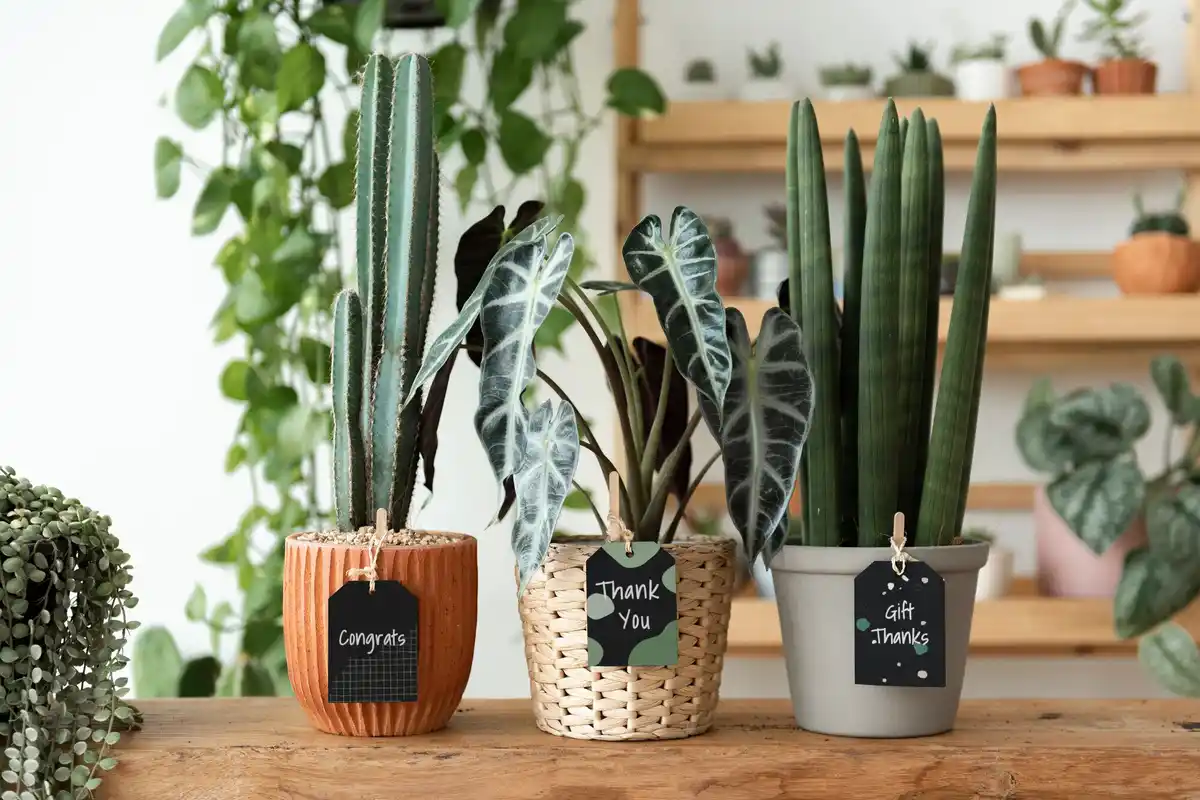Succulent plants collection in cozy interior
