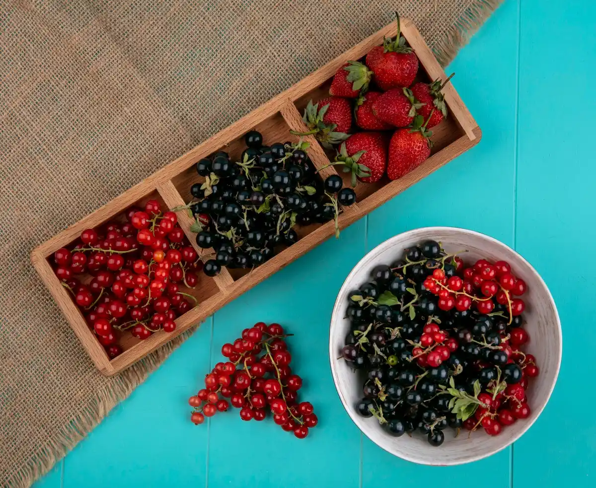 fresh Dutch berries summer harvest