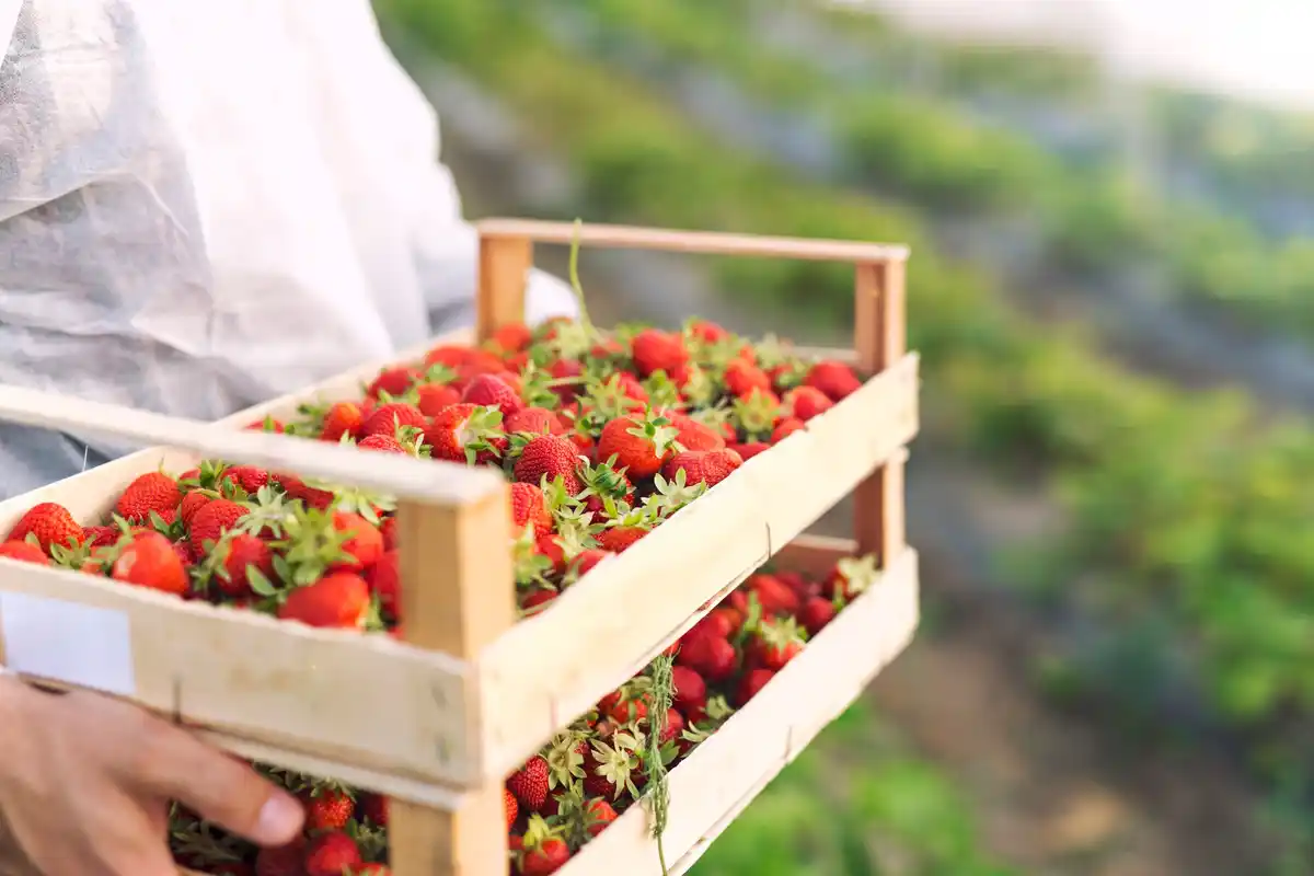 Dutch berry picking fresh strawberries and blueberries