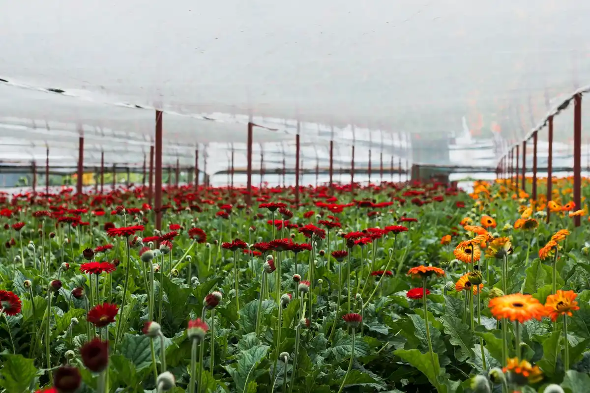 drip irrigation system garden Netherlands