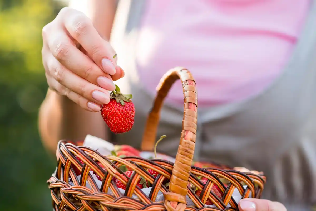 fresh juicy strawberries growing in Dutch garden sunny day