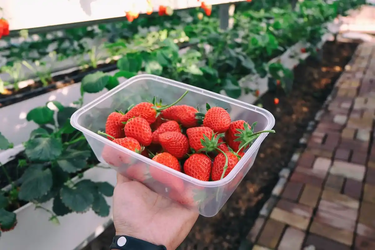 fresh Dutch strawberries in garden