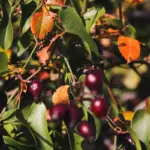Dutch berry bushes garden sunny day