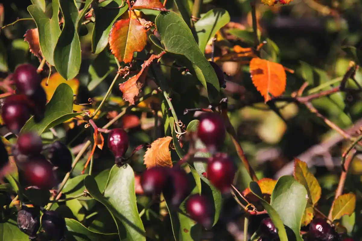 Dutch berry bushes garden sunny day