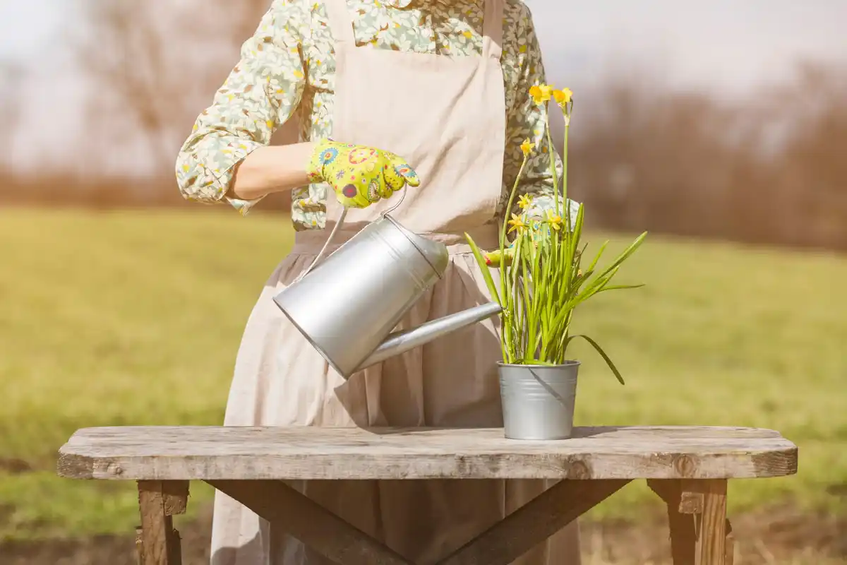 Gardener watering berry bushes with a watering can in early spring