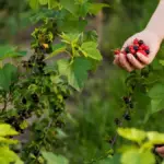healthy berry bushes garden fresh fruit harvesting