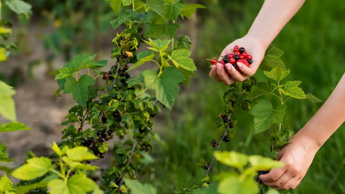 healthy berry bushes garden fresh fruit harvesting