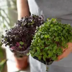 urban balcony vegetable garden fresh herbs potted plants