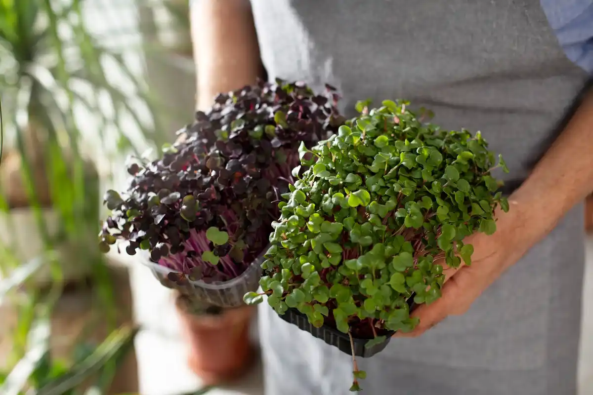 urban balcony vegetable garden fresh herbs potted plants