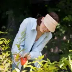 fruit orchard gardener pruning watering soil