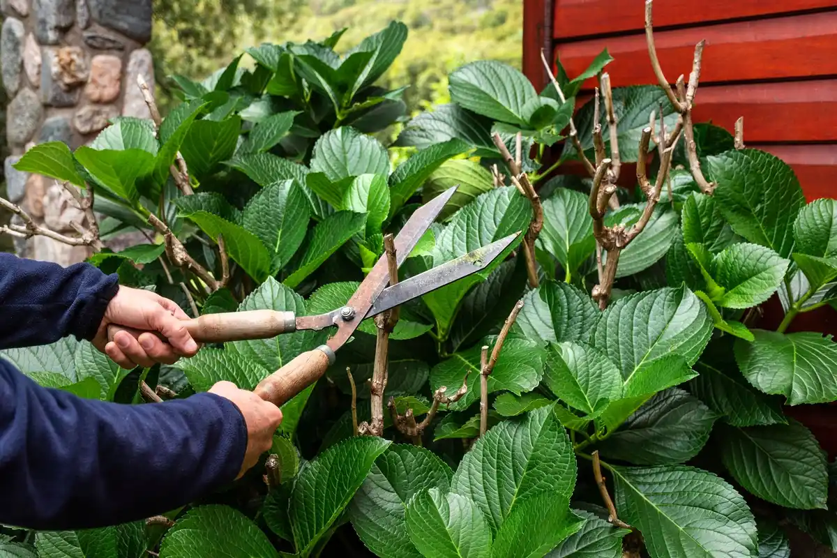 pruning fruit trees backyard