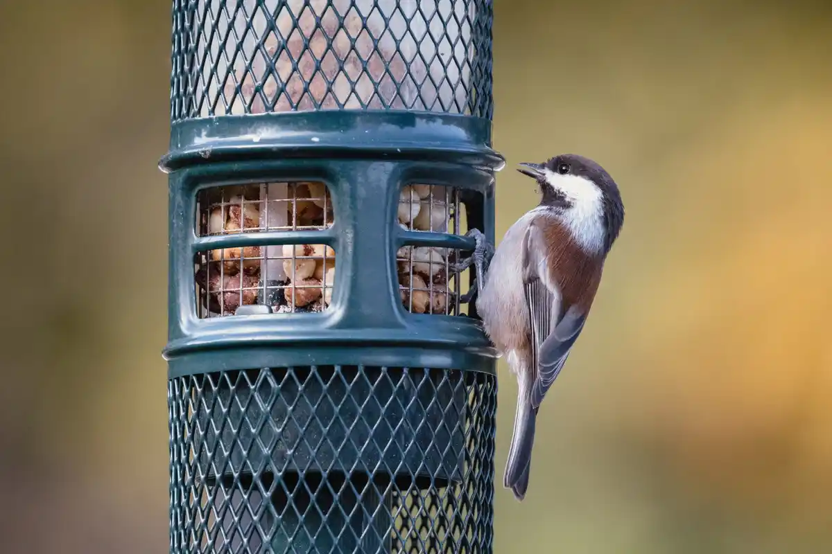 protecting garden fruit from birds netting