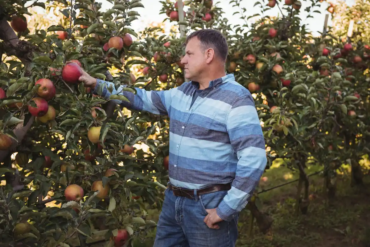 abundant apple and pear orchard Netherlands