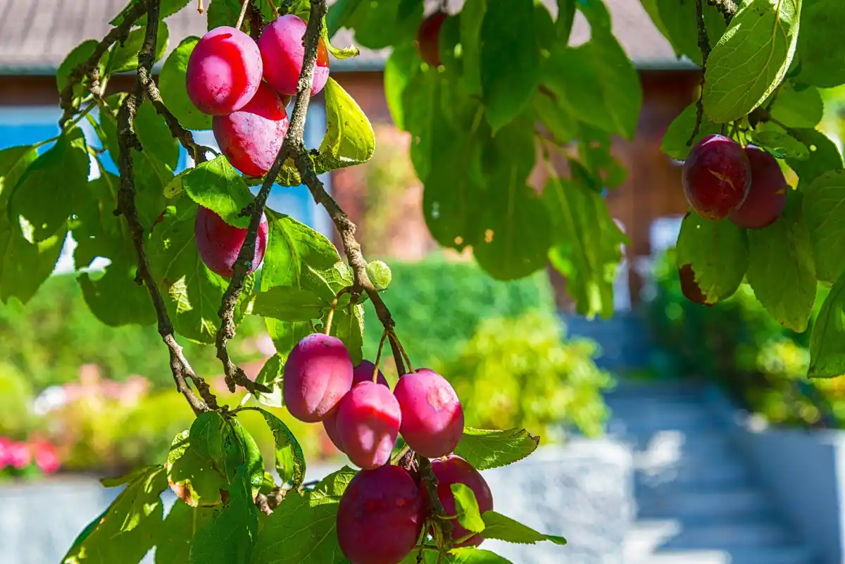 apple tree garden Netherlands