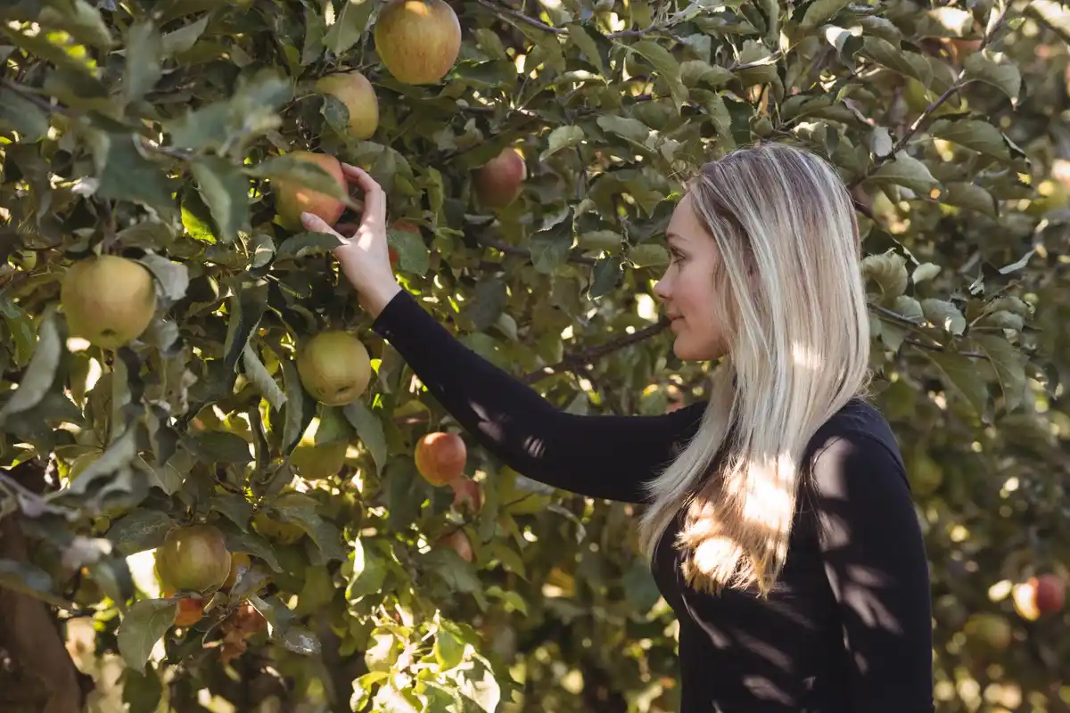 fresh apples orchard Netherlands