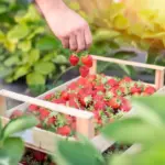 fresh berries picking season in garden basket