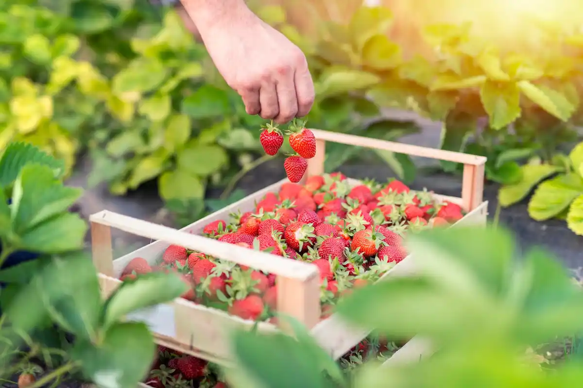 fresh berries picking season in garden basket