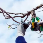fruit tree pruning autumn netherlands garden tools